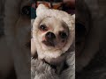 #fun#doggo#lol