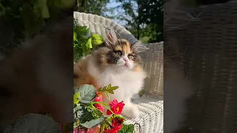 Video 9640831: cute calico persian kitten, kitten sun