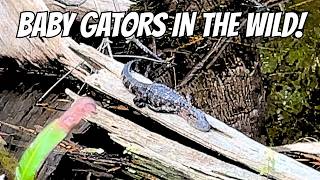 Baby Alligators & Huge Gators on Big Cypress Bend Boardwalk