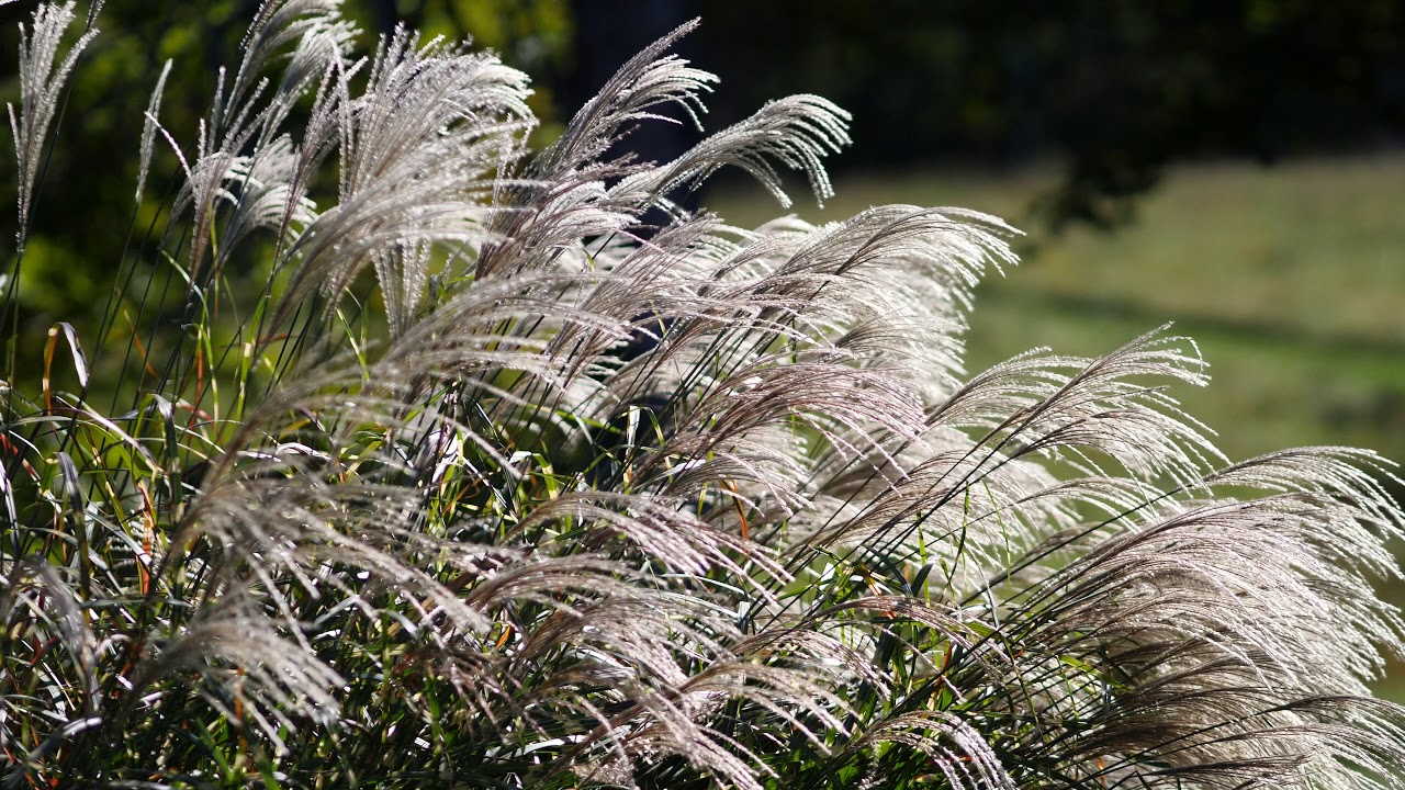 Panasonic GH5 - New IS Lock Mode - Test - Firmware 2.0