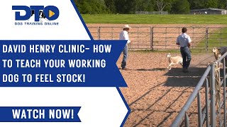 David Henry Clinic How To Teach Your Working Dog To Feel Stock!