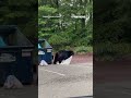 SEE IT: Dumpster diving bear makes off with empty trash bag #foxnews #news #shorts #animals