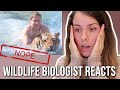 Wildlife Biologist Reacts to Viral Animal Videos