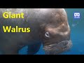 3D 180VR 4K Giant Walrus bring up the Spray of water