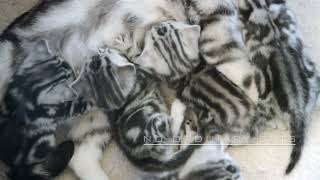 These Silver Tabby kittens will steal your breath away. by Robocats 473 views 1 year ago 24 seconds