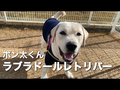 ラブラドール・レトリバー　ポン太くん【labrador retriever】