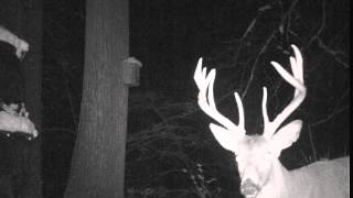 10 Point Buck. Moultrie D5