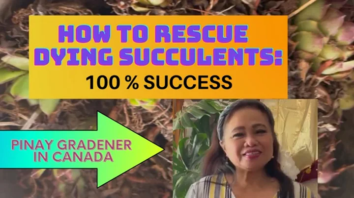 How to Rescue Dying Succulents: 100% Success - Arl...