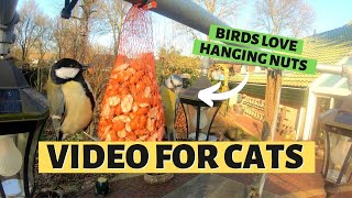 VIDEOS FOR CATS TO WATCH | Birds Love Peanuts