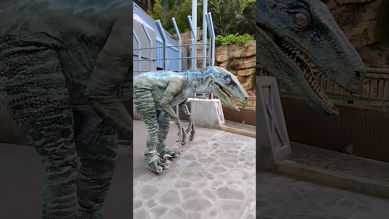 Blue Contemplates His Existence @ Universal Studios Hollywood, Raptor Encounter, Jurassic World
