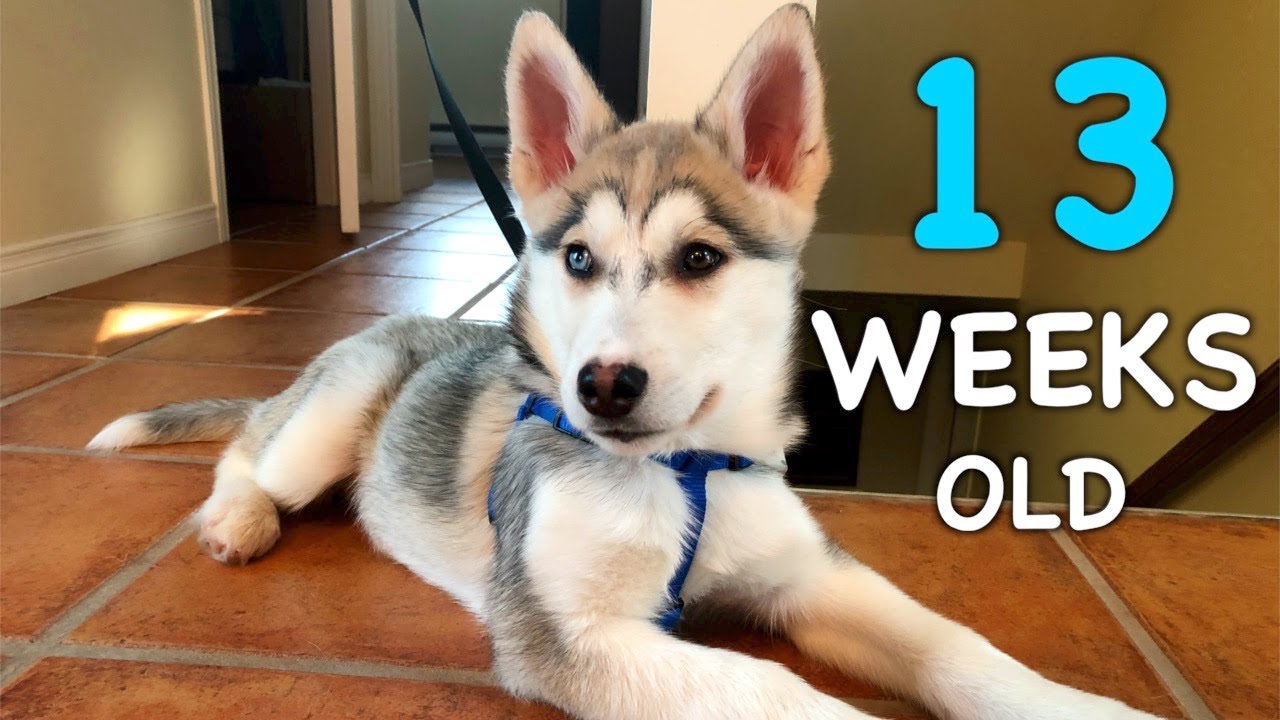 11 week old siberian husky