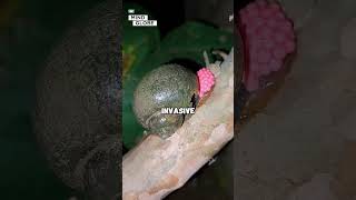 Why You Should Crush Them Immediately