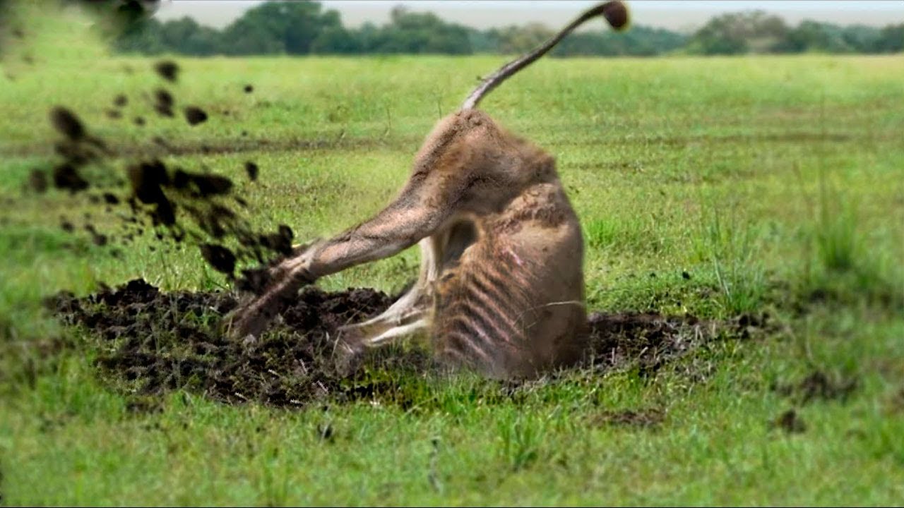 プライドから追放されたライオンたち。その後の生活は・・・？