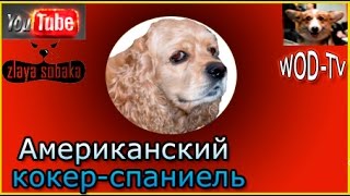 Американский кокер-спаниель - Разница полов. Американский кокер-спаниель - Разница полов.
