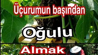 Uçurumun Başından Arı Oğulu Almak.