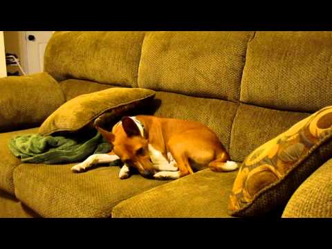 A Little Basenji Baroo 