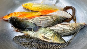 Kem Chanel đi bắt cá cùng chú mèo được cá chép, cá vàng, ốc sên, cá sấu, cá mập, con lươn, con chạch