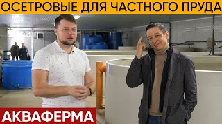 Осетровые для частного пруда. Акваферма. Ответы на вопросы о рыбах. Осетр.