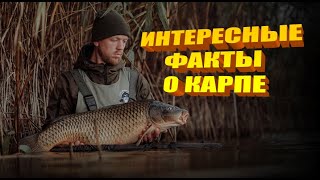 картинка: Интересные факты о карпе