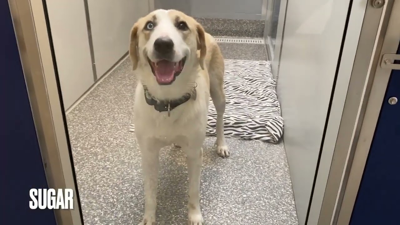 New Dogs from Dallas | Animal Welfare Association | Animal Shelter in New Jersey