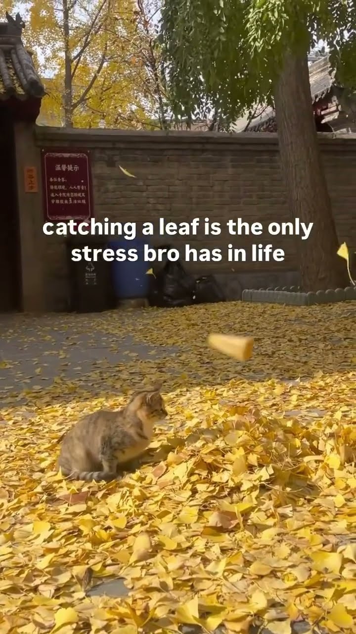 Catching a leaf is bro side quest for today