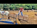 QUASE CAI DA CARROÇA ! *Tratando do gado com silagem na fazenda* | Gêmeas Brasil