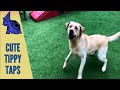 Amazing Excited Pets, Soo Animals Video - 19 | Animals Amazing  Really Animals | Cute Vids