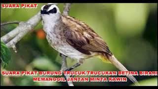 SUARA PIKAT BURUNG TRUCUK/TRUCUKAN BETINA BIRAHI MEMANGGIL JANTAN MINTA KAWIN