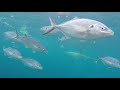 Shark cage dive  port lincoln  adventure bay charters