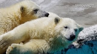 ララから魚を勝ちとったポロロ~Polar Bears