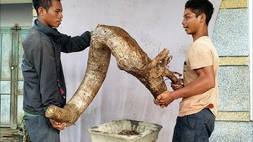 Cây cóc chua dáng đổ(X) quá đẹp lh 0795050333