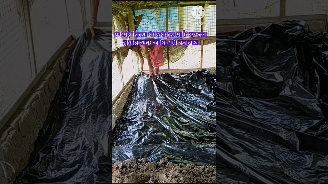 ফার্মের মাটি শুকনো রাখতে এটা করলাম#shorts#shortvideo #shortsfeed #chicken#pets#businessplan#poultry