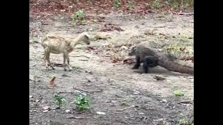 naga Komodo memangsa kambing #animals #fpyシ #viral #pulaukomodo