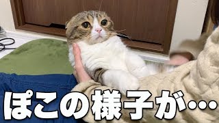 ぽこ太郎の様子が…明日病院に連れて行きます。【パパ猫・子猫】
