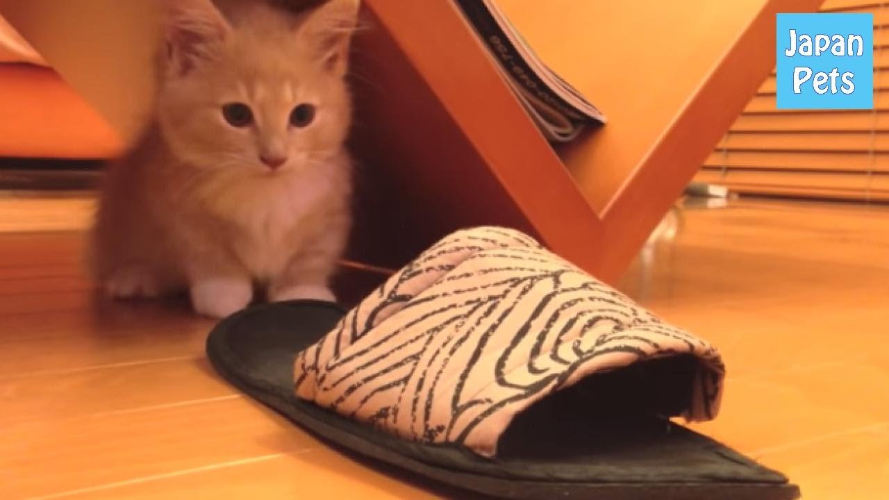pets at home そんな隙間にまで・・・?! スリッパに突撃する猫が可愛い♡ - Japan Pets