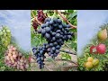 @Новый виноград Торнадо от Калугина В М  Отзыв о винограде