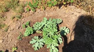 Pumpkin Patch 2018 Update #3