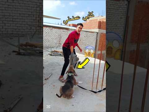 كلبي عضني عشان عزيزه  كلاب هتضحك اكسبلور كوميديات  ضحك  دويتو 