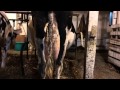 Time lapse video of a cow getting milked out