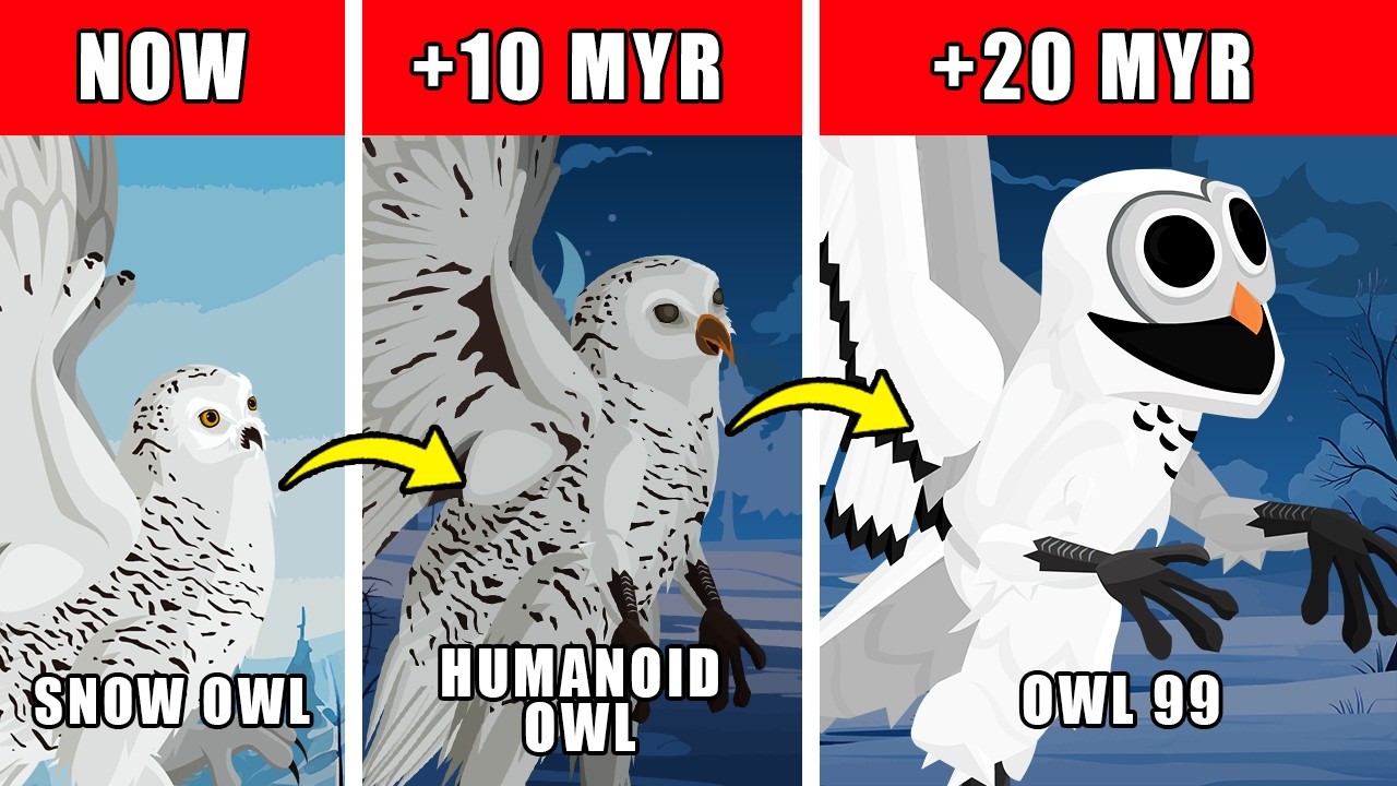 The Owl 99 Origin Evolution: How The Owl 99 Could Have Evolved