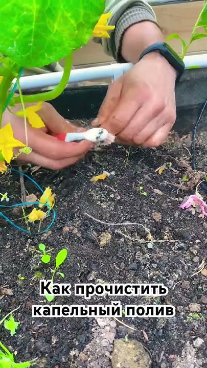 Как организовать капельный полив в теплице #огород #дача #местосилы # ...