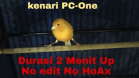 Kenari pecahkan rekor durasi terpanjang 2 menit up PC One