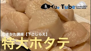 【特大】野付のホタテを1箱まるまる贅沢に刺身用にむいちゃいました！！