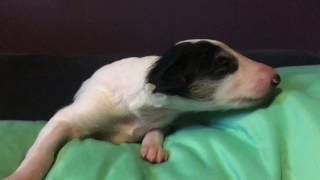 Ashley Visits BORZOI PUPPIES! by Ashley Cirimeli 940 views 7 years ago 1 minute, 54 seconds