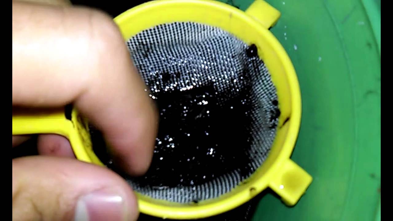 Cultivo y colecta de tubifex