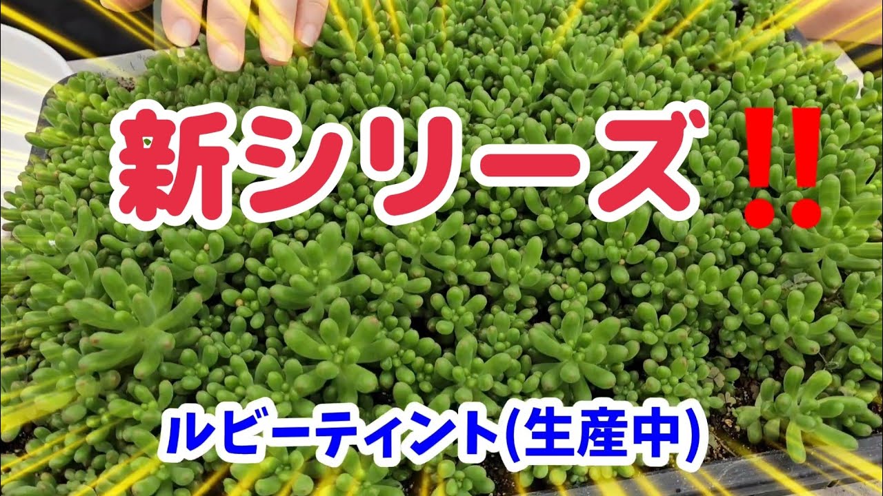 多肉植物】【ガーデニング】新シリーズ‼️とにかくいろいろ説明して