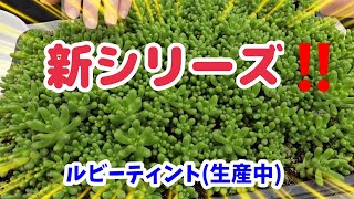 多肉植物】【ガーデニング】新シリーズ‼️とにかくいろいろ説明して