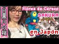 【目黒川の桜】Flores de Cerezo【Sakura en Japón】