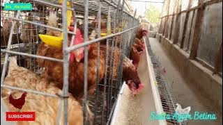 suara ayam betina | hen sound effect | chicken | ringtone | mp3
