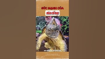 Sức Mạnh Của Rùa Cá Sấu Tiền Sử ! 🥶